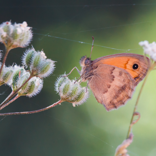 De geletterde wees uit het zand